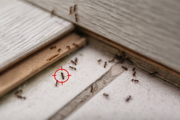 Best Commercial Pest Control Services  in Lucasville, OH