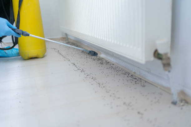 Best Affordable Pest Control Services  in Lucasville, OH